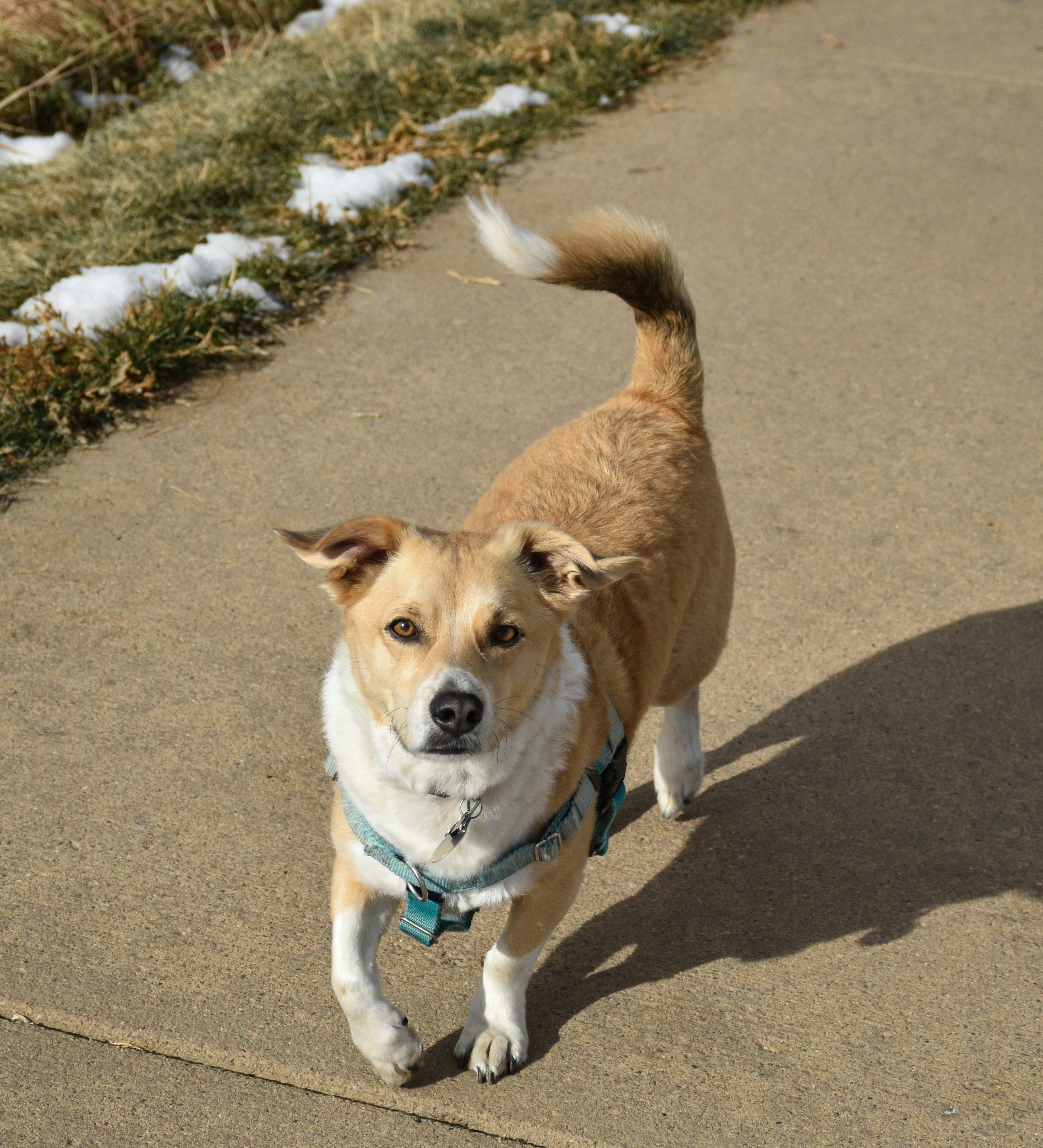Pitsky
