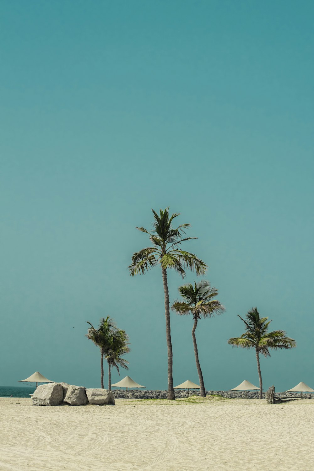 palm trees on a beach