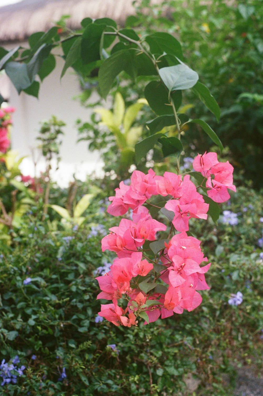 a group of flowers