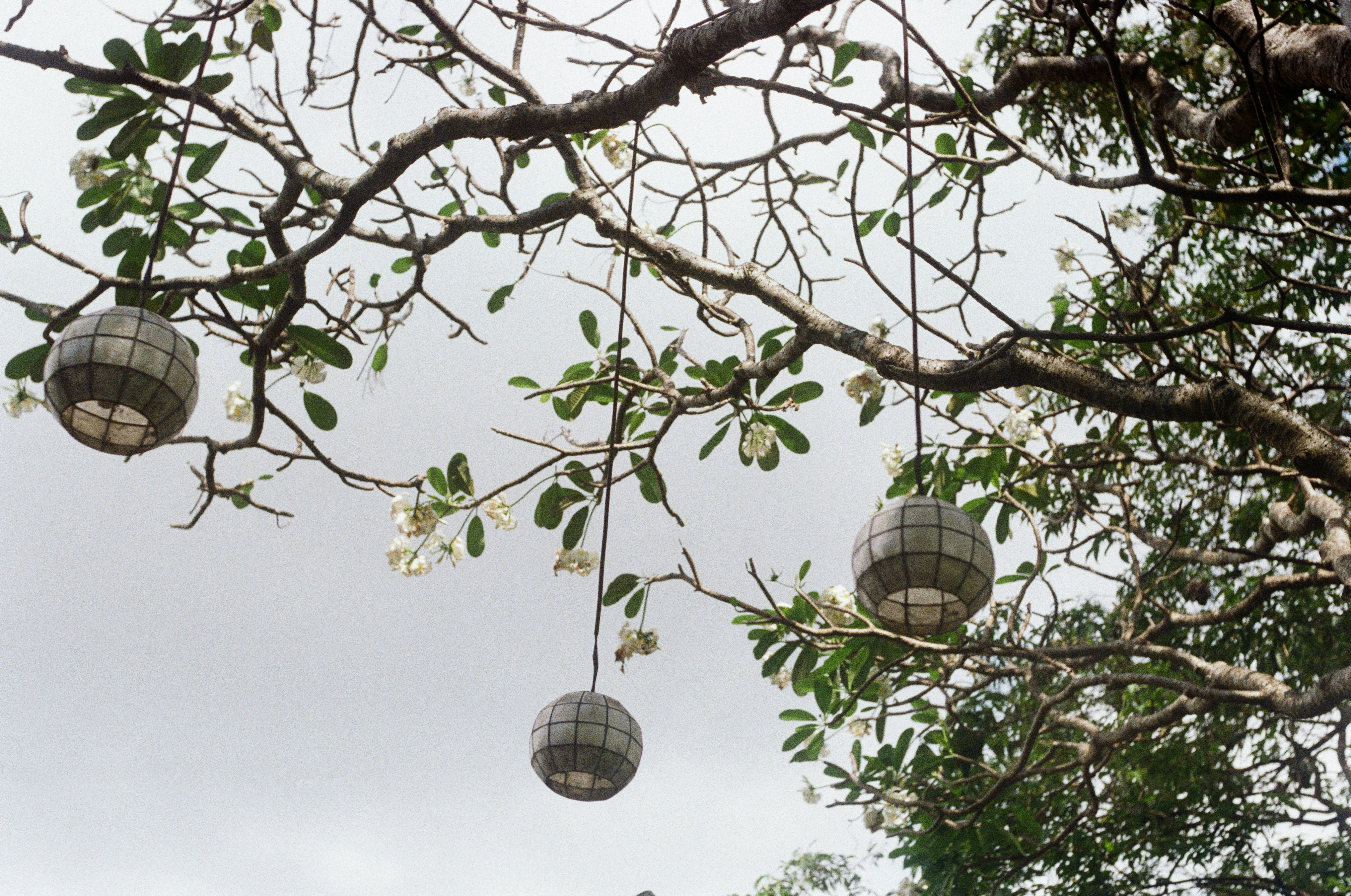 A tree with lights photo – Free Decoration Image on Unsplash