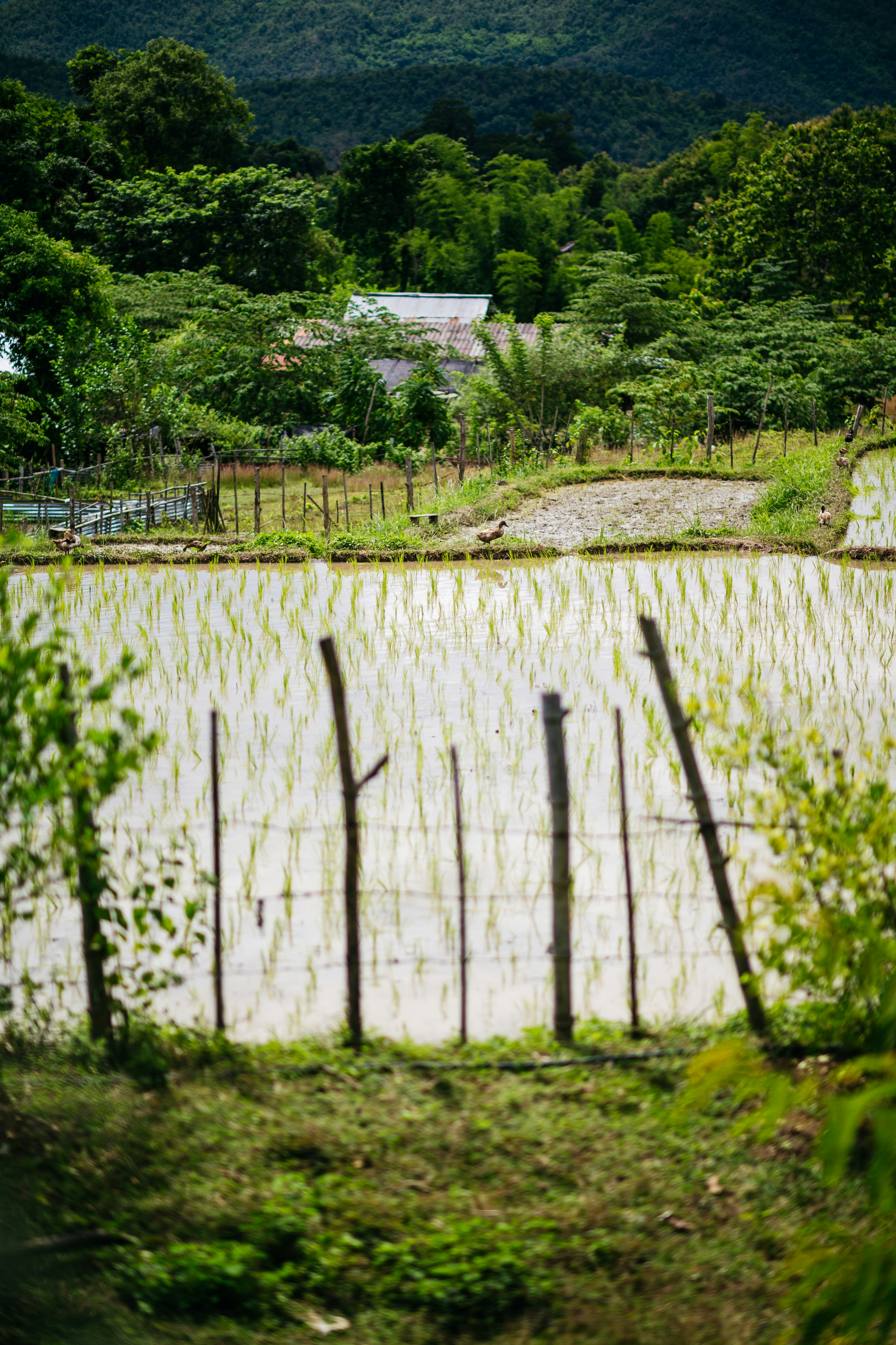 Japanese farmers and traditional rural lifestyle
