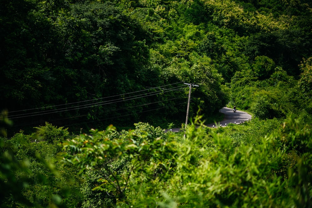 a road surrounded by trees