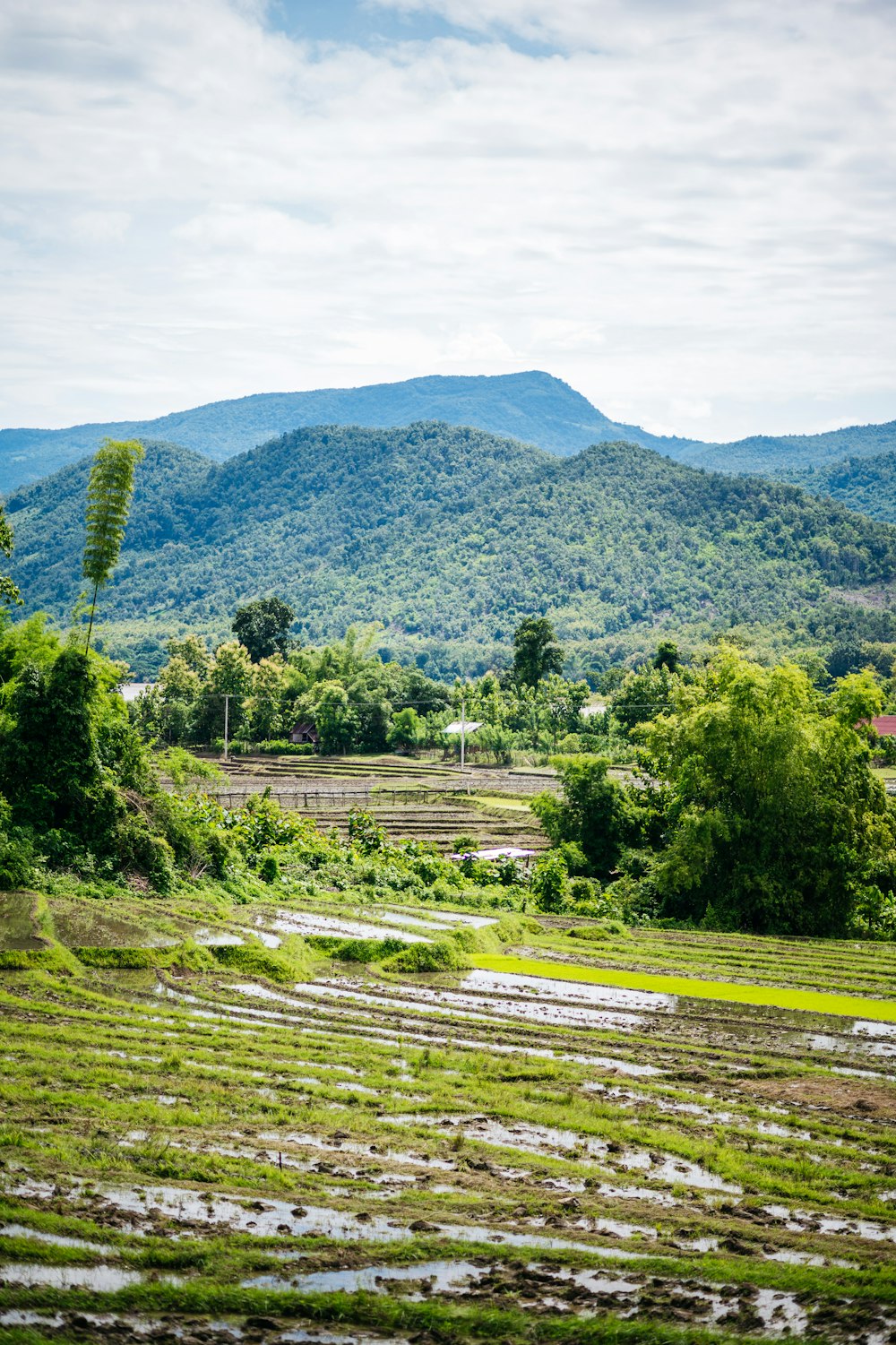 a landscape with trees and hills