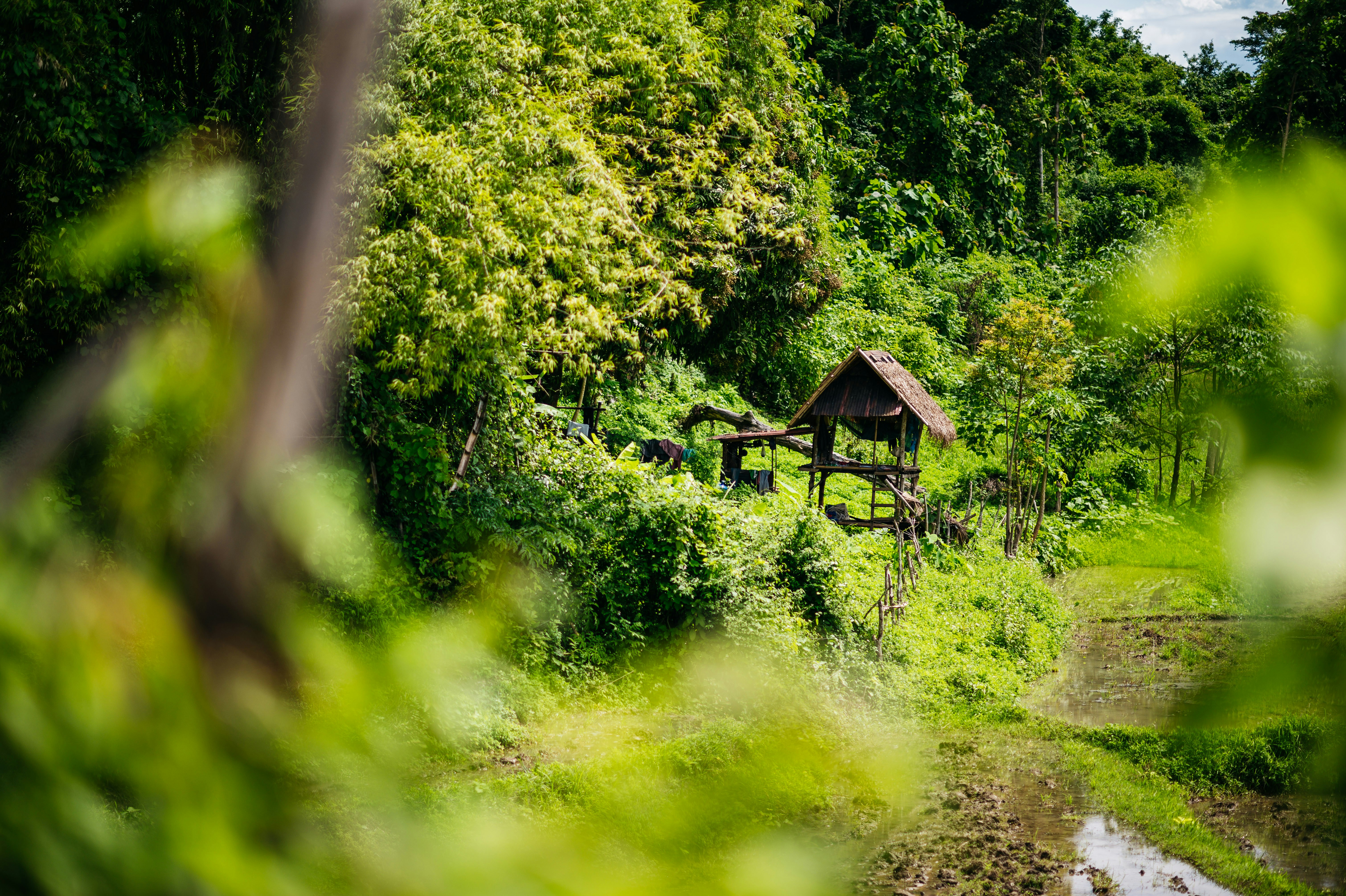 a small hut in a forest