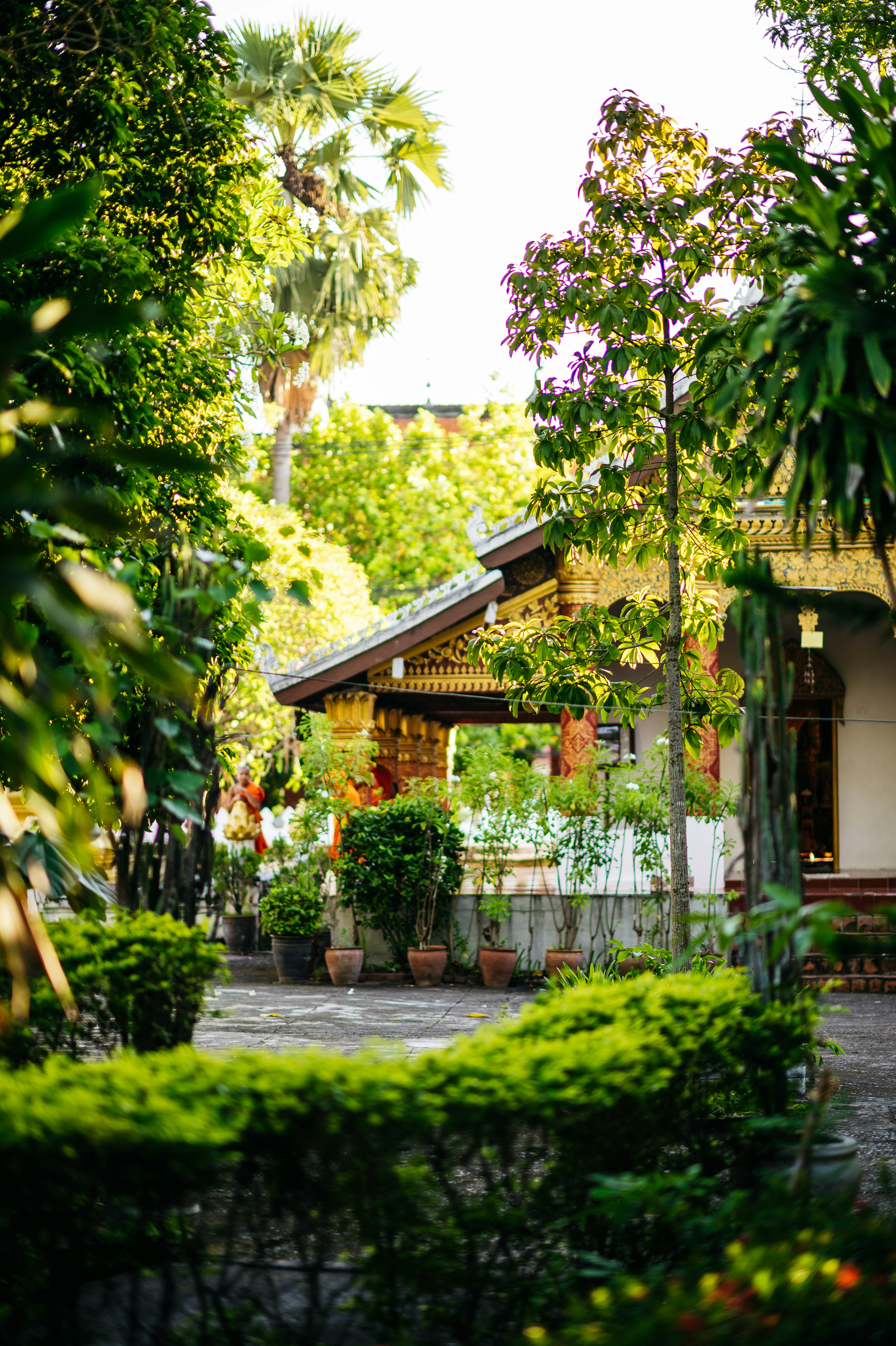 a house with trees and plants around it