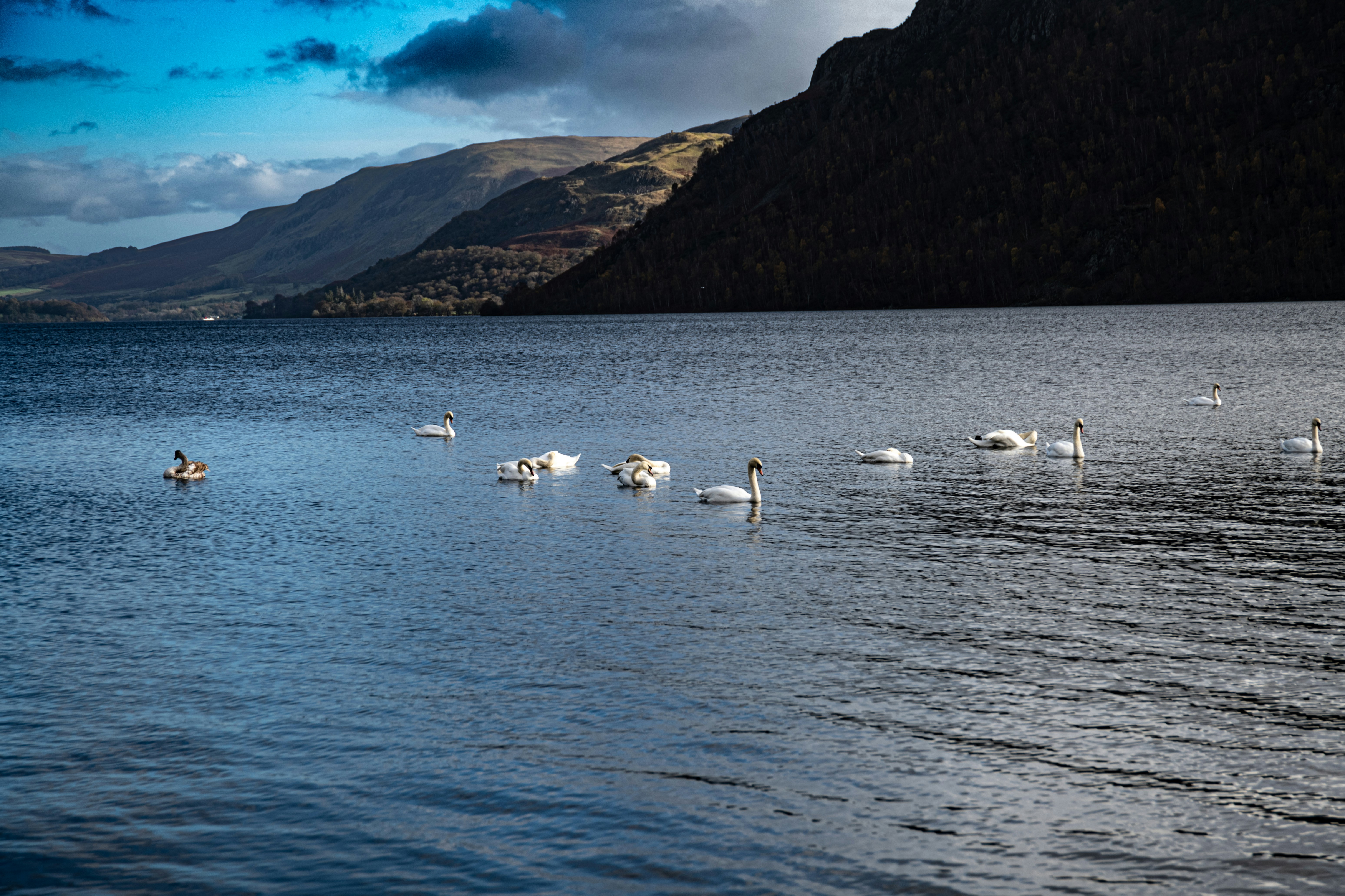 a group of birds swimming in Loch Ness