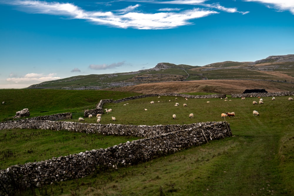 a group of sheep grazing in a field