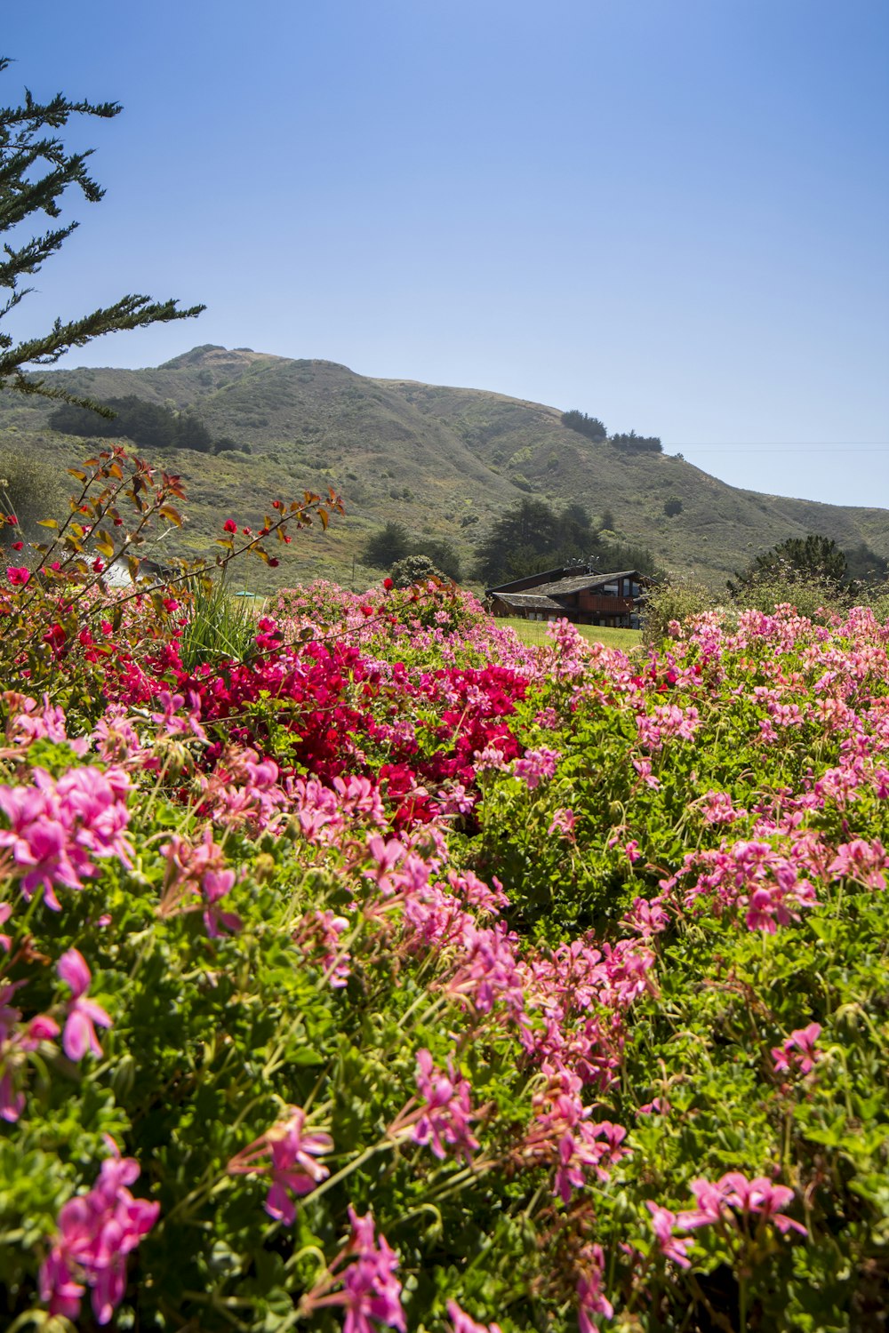 a field of flowers