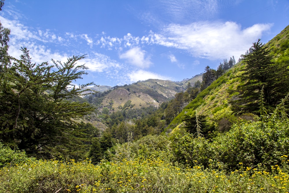 a landscape with trees and plants