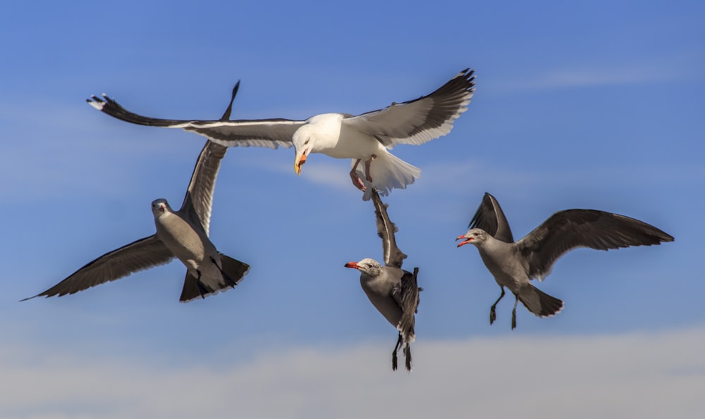 a group of birds flying