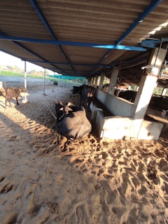 A sheltered area with several cows lying on sandy ground under a corrugated metal roof supported by concrete pillars. Sunlight is casting shadows on the sandy floor, and the shelter appears to be located in a rural setting, with fields visible in the background.