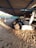 A sheltered area with several cows lying on sandy ground under a corrugated metal roof supported by concrete pillars. Sunlight is casting shadows on the sandy floor, and the shelter appears to be located in a rural setting, with fields visible in the background.
