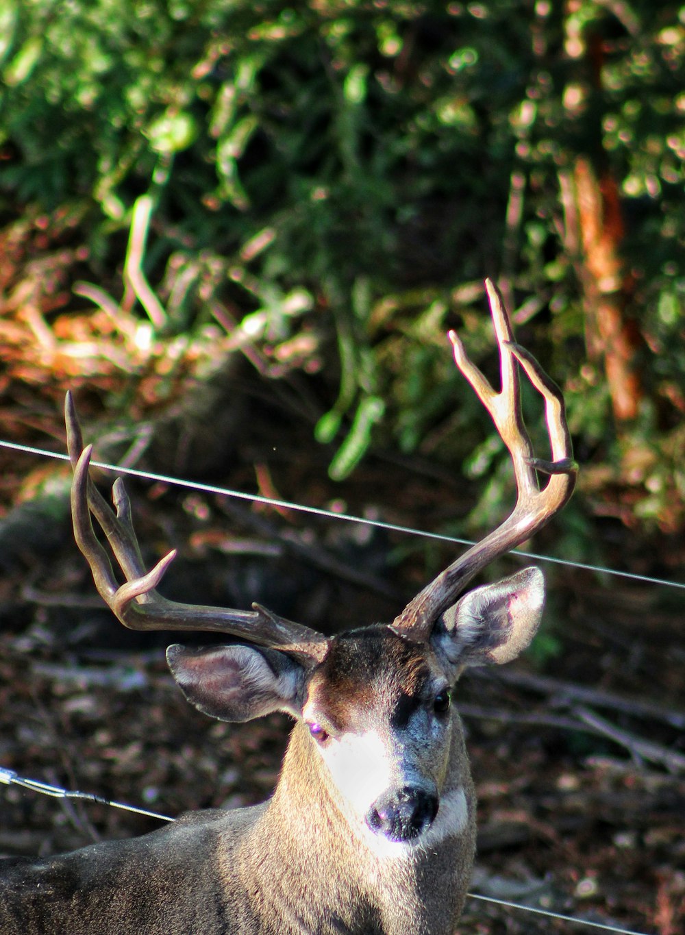 a deer with antlers