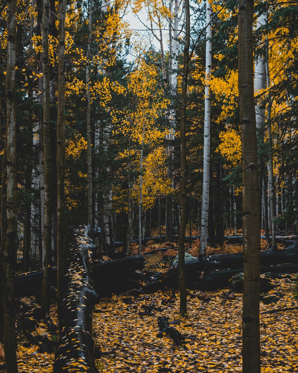 a forest of trees with yellow leaves