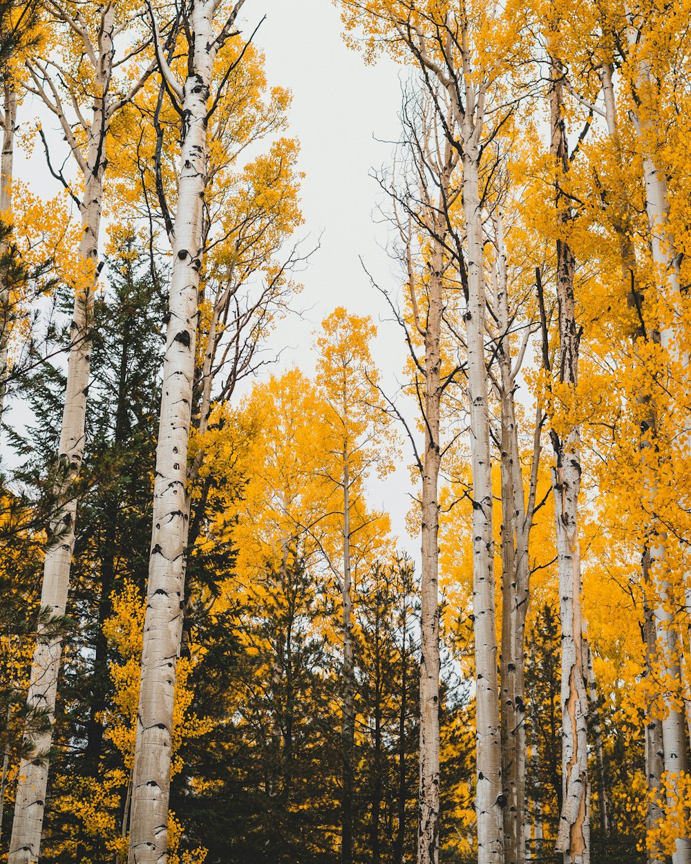 a group of trees with yellow leaves