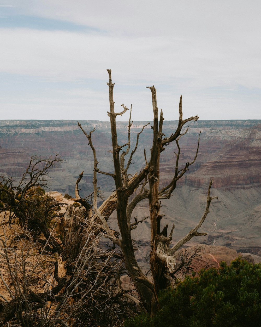 a tree with no leaves