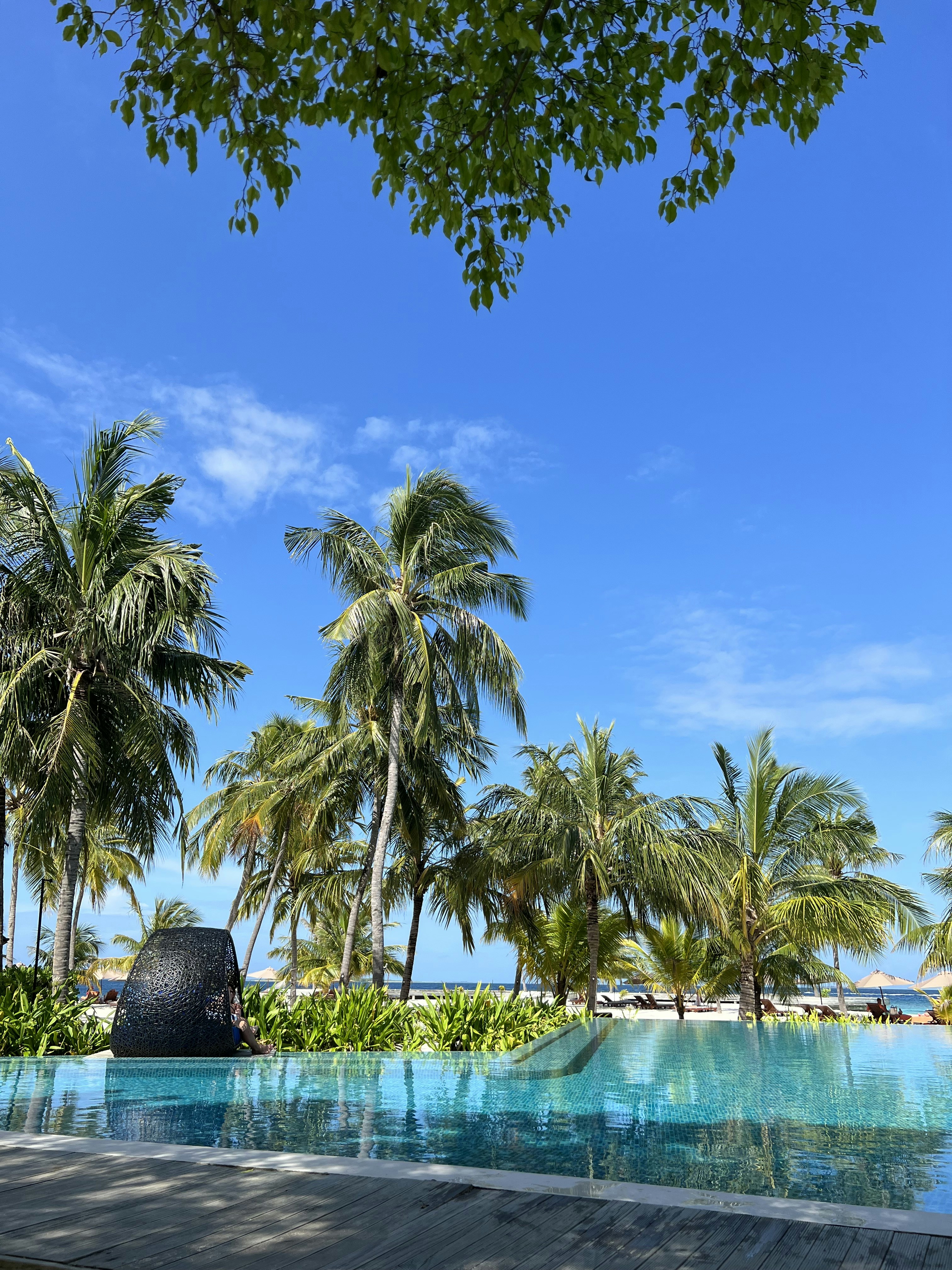 Bright turquoise infinity pool surrounded by tropical palm trees and lush greenery under a clear blue sky