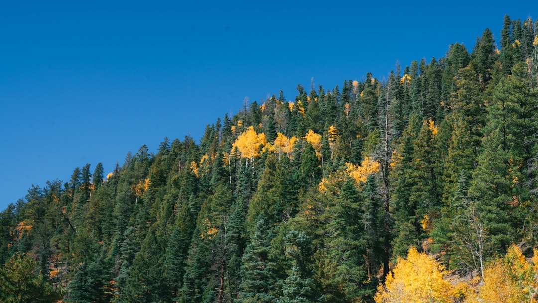 a forest of trees,