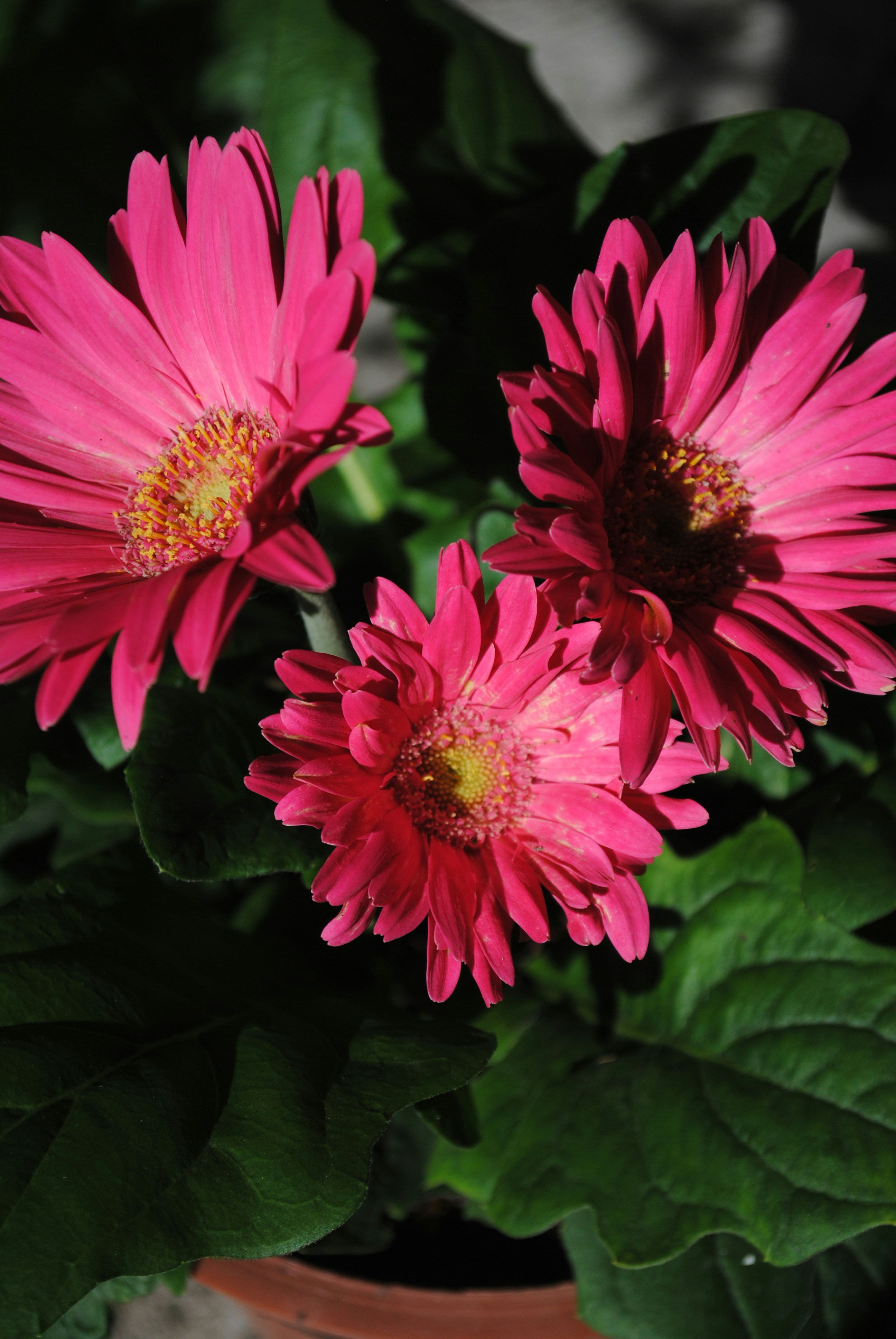 A group of pink flowers photo Free Tegucigalpa Image on Unsplash