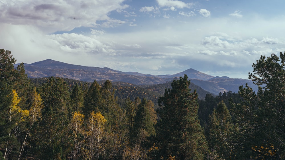 a forest of trees with mountains in the background