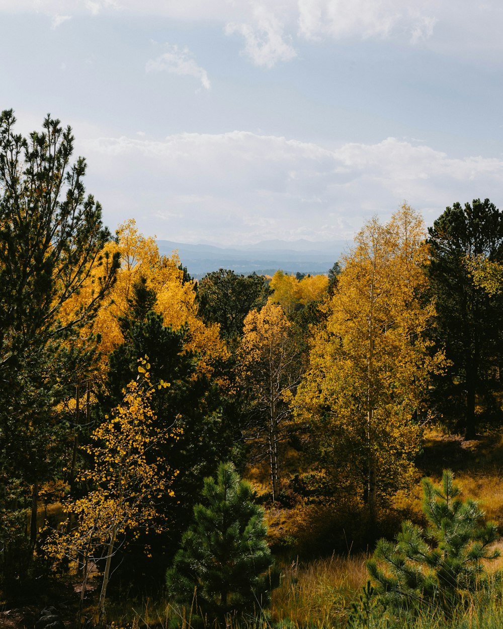 a group of trees with yellow leaves