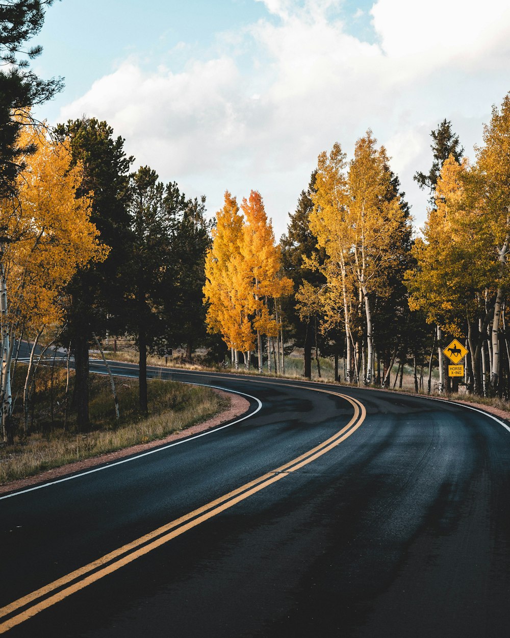 a road with trees on the side