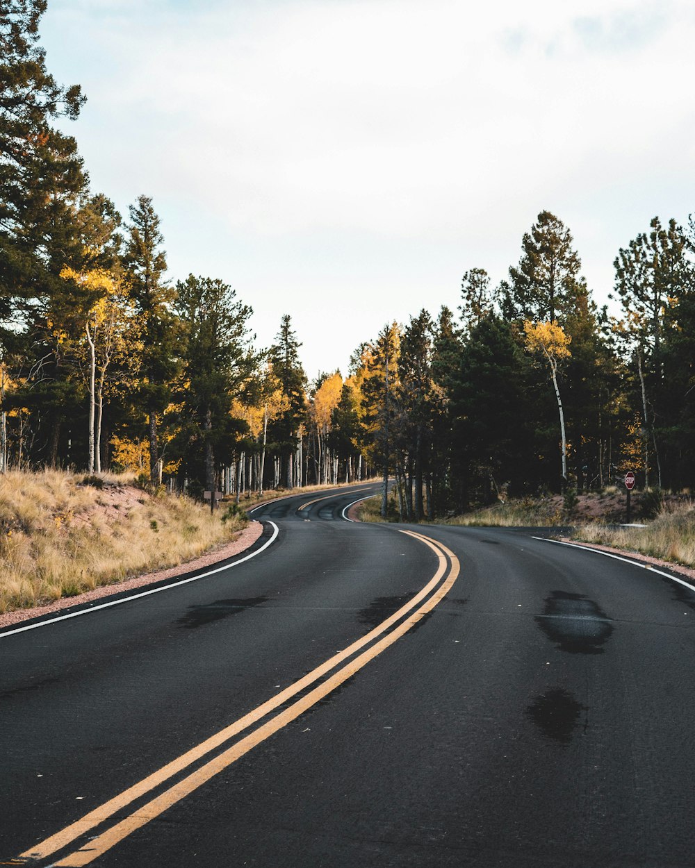 a road with trees on the side