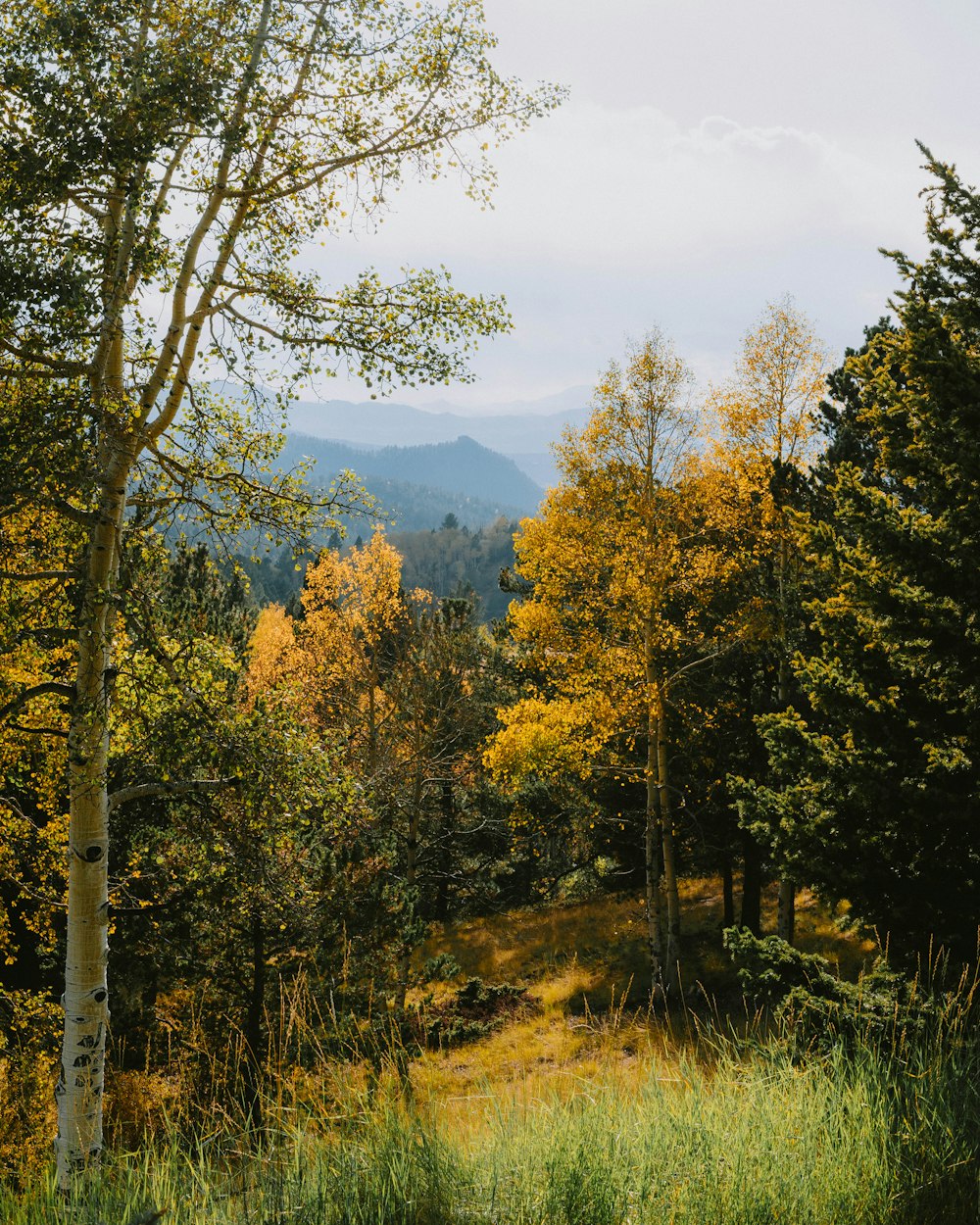 a forest of trees