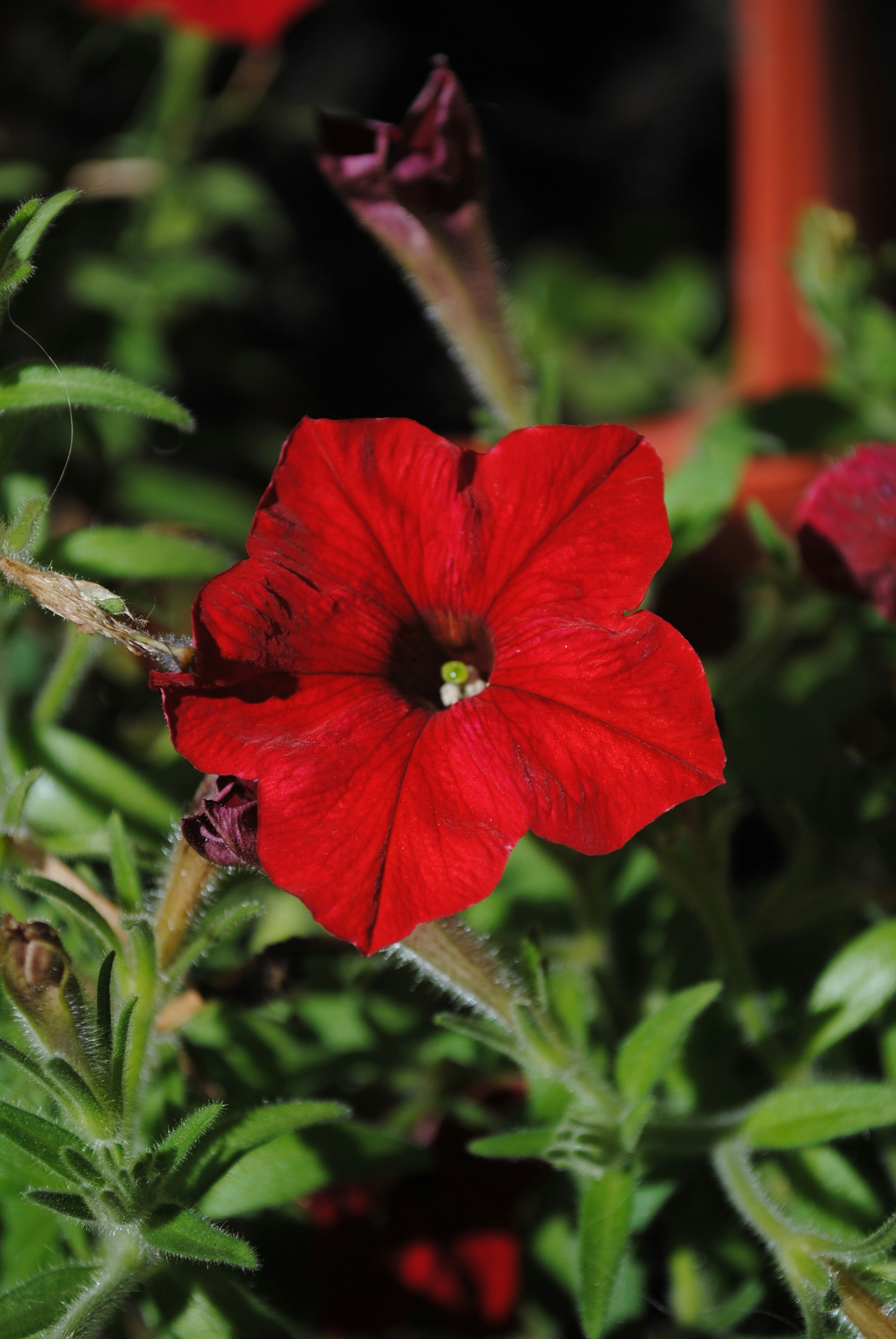 a red flower with green leaves