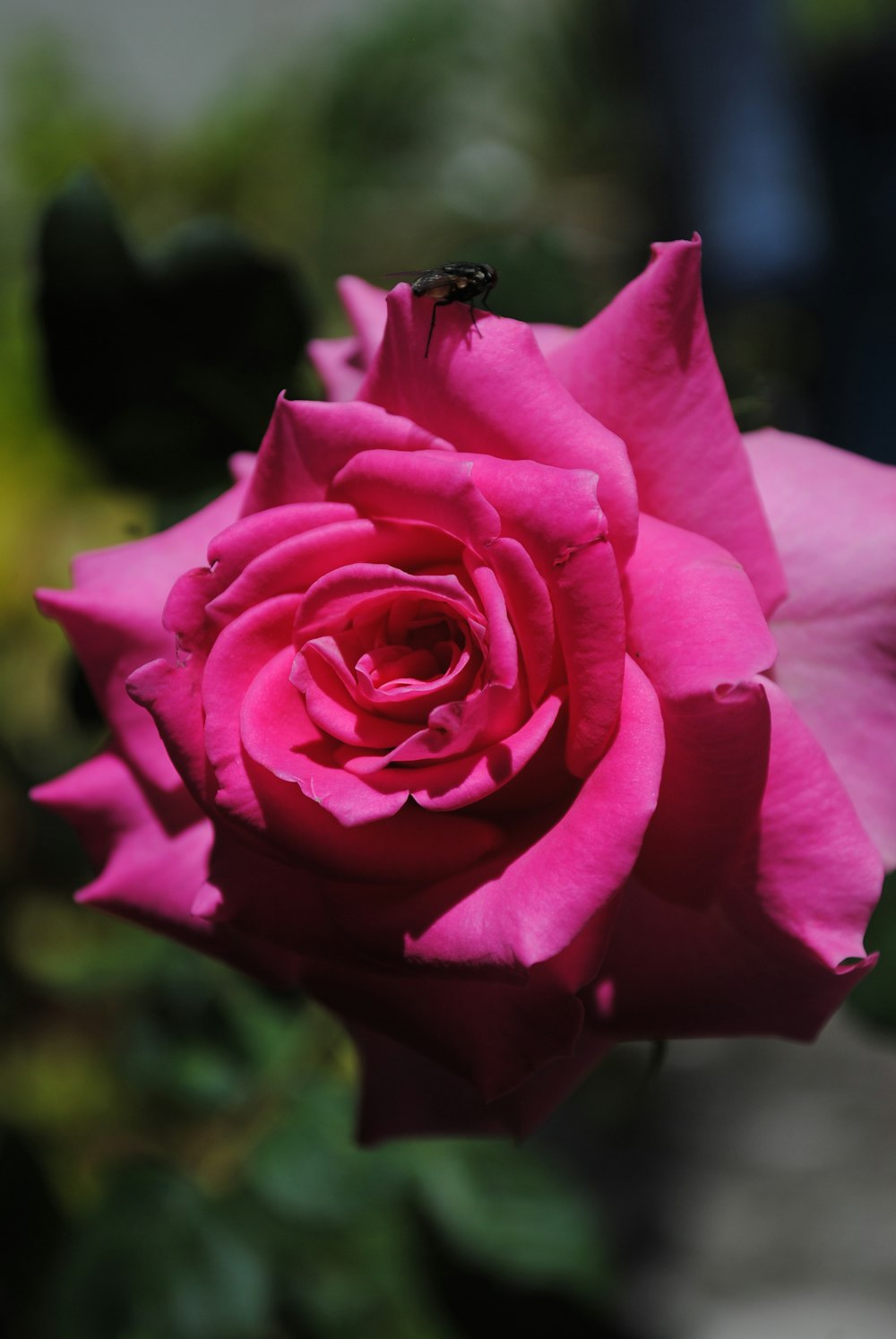 a bee on a pink rose