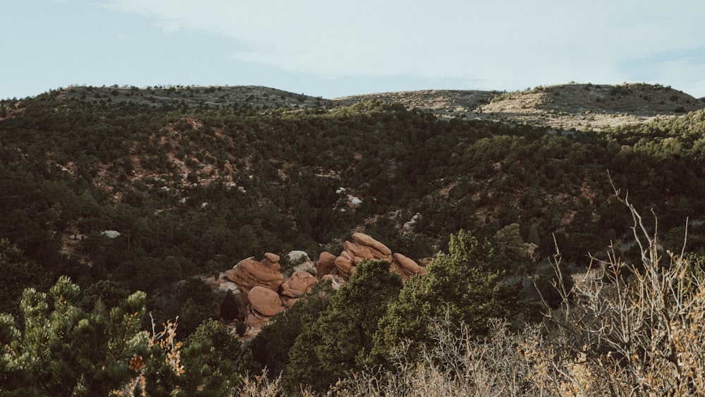 a rocky hillside with trees