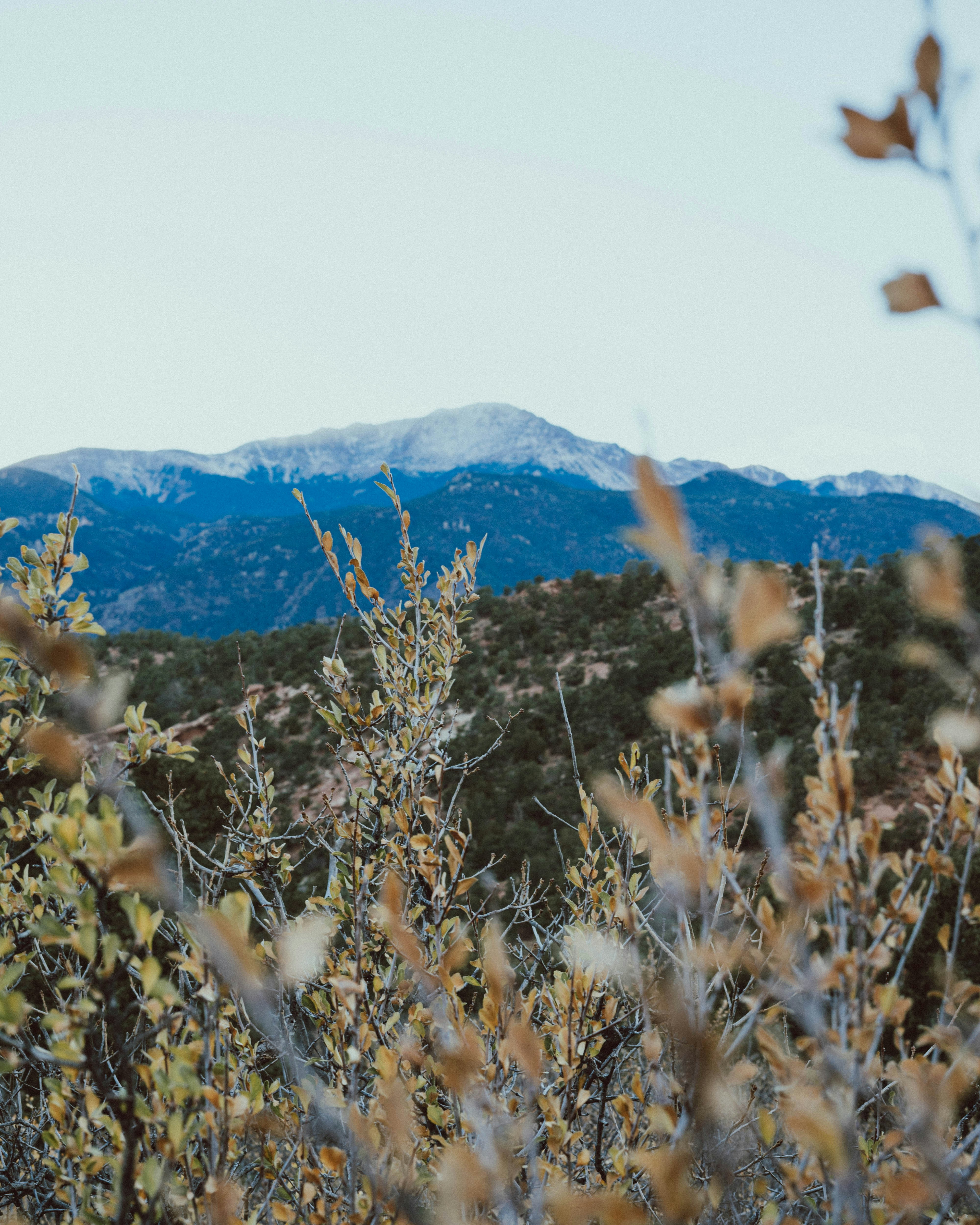 a field of wheat with a mountain in the background