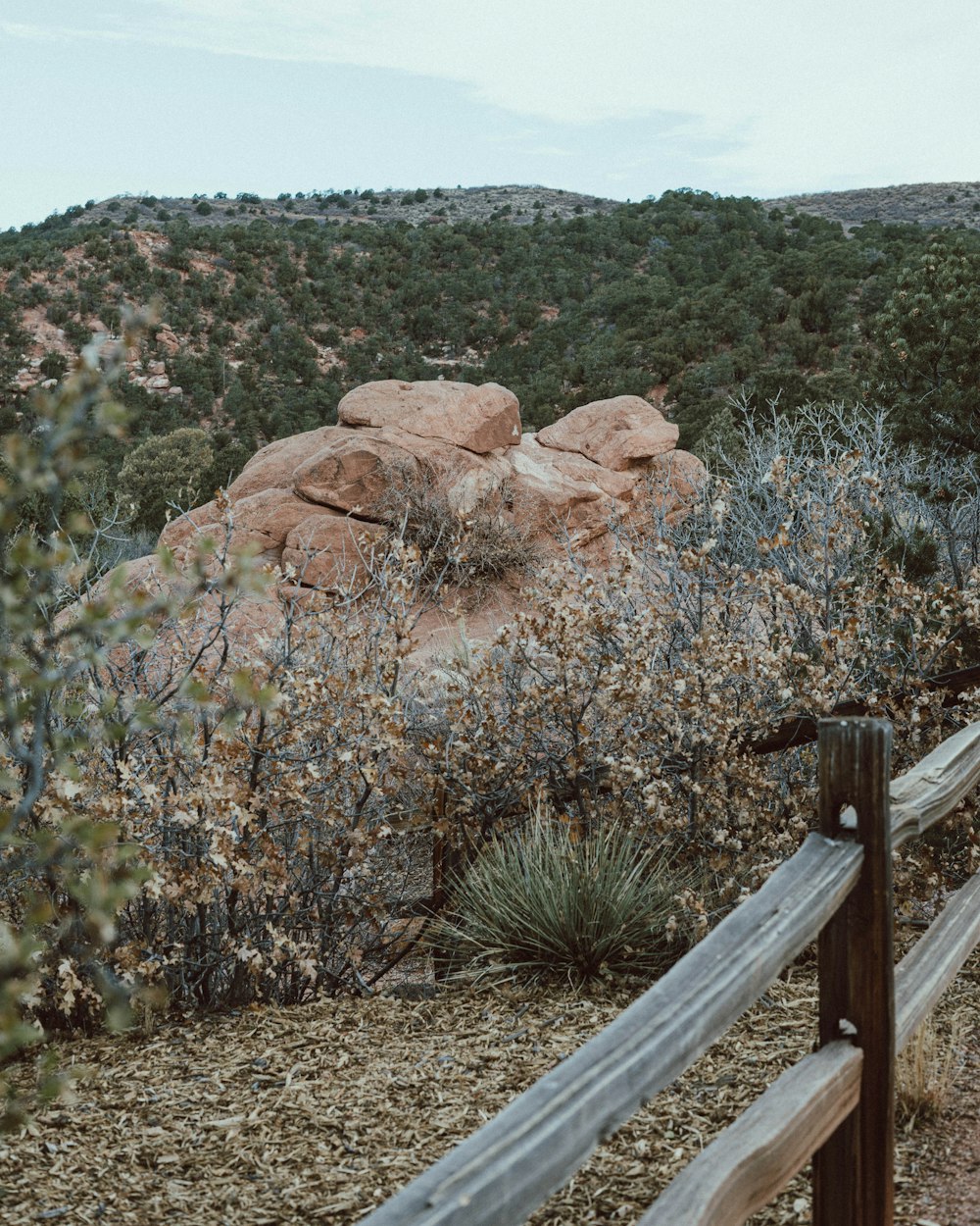 a rocky cliff with trees and bushes