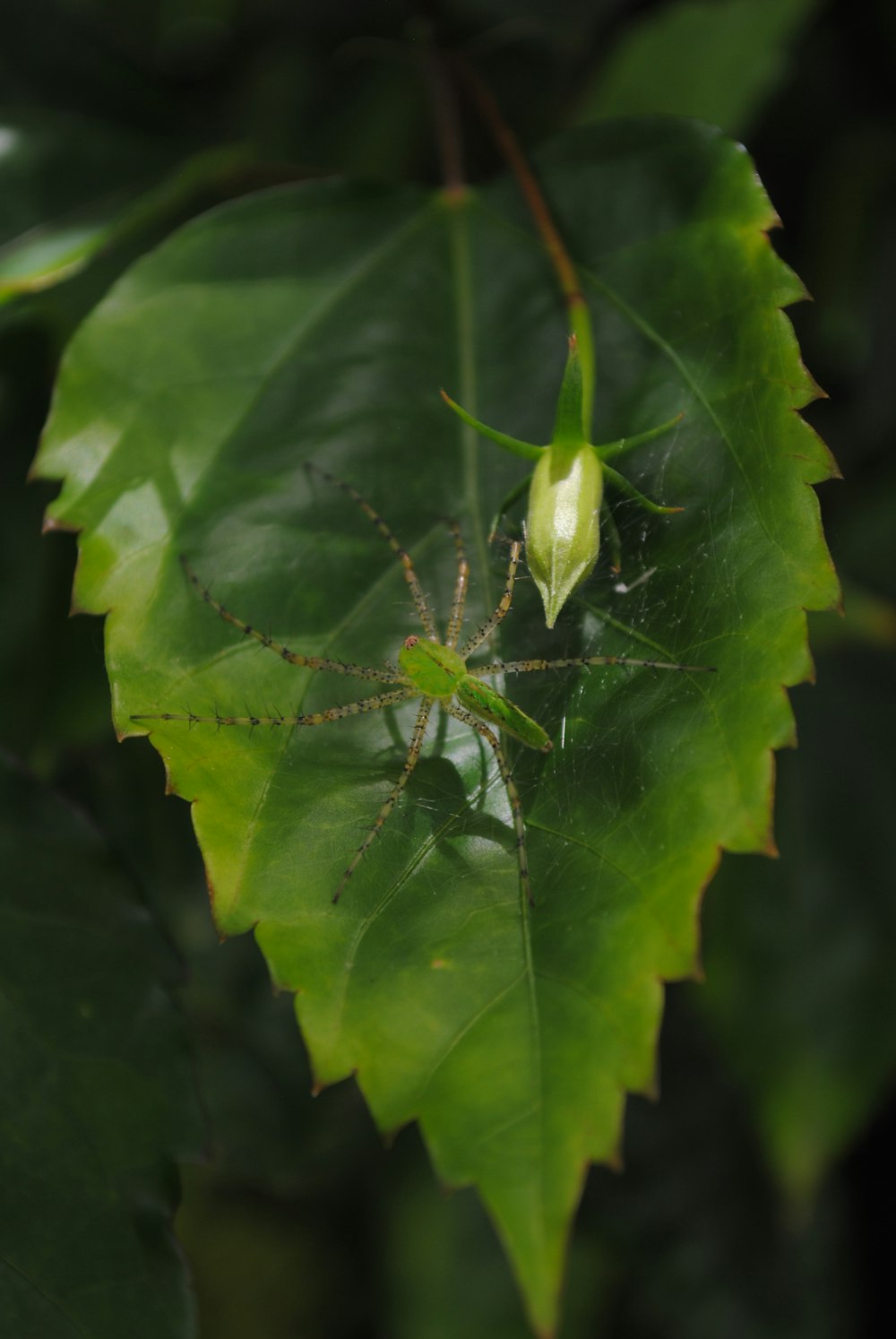 a close up of a bug