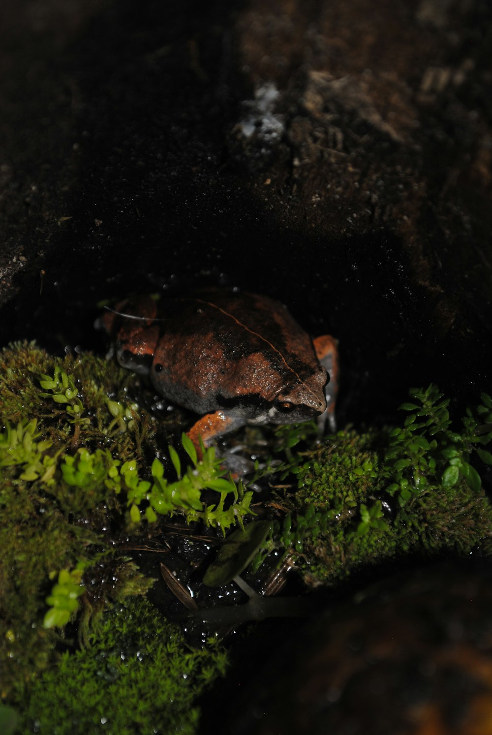 a frog on mossy rocks