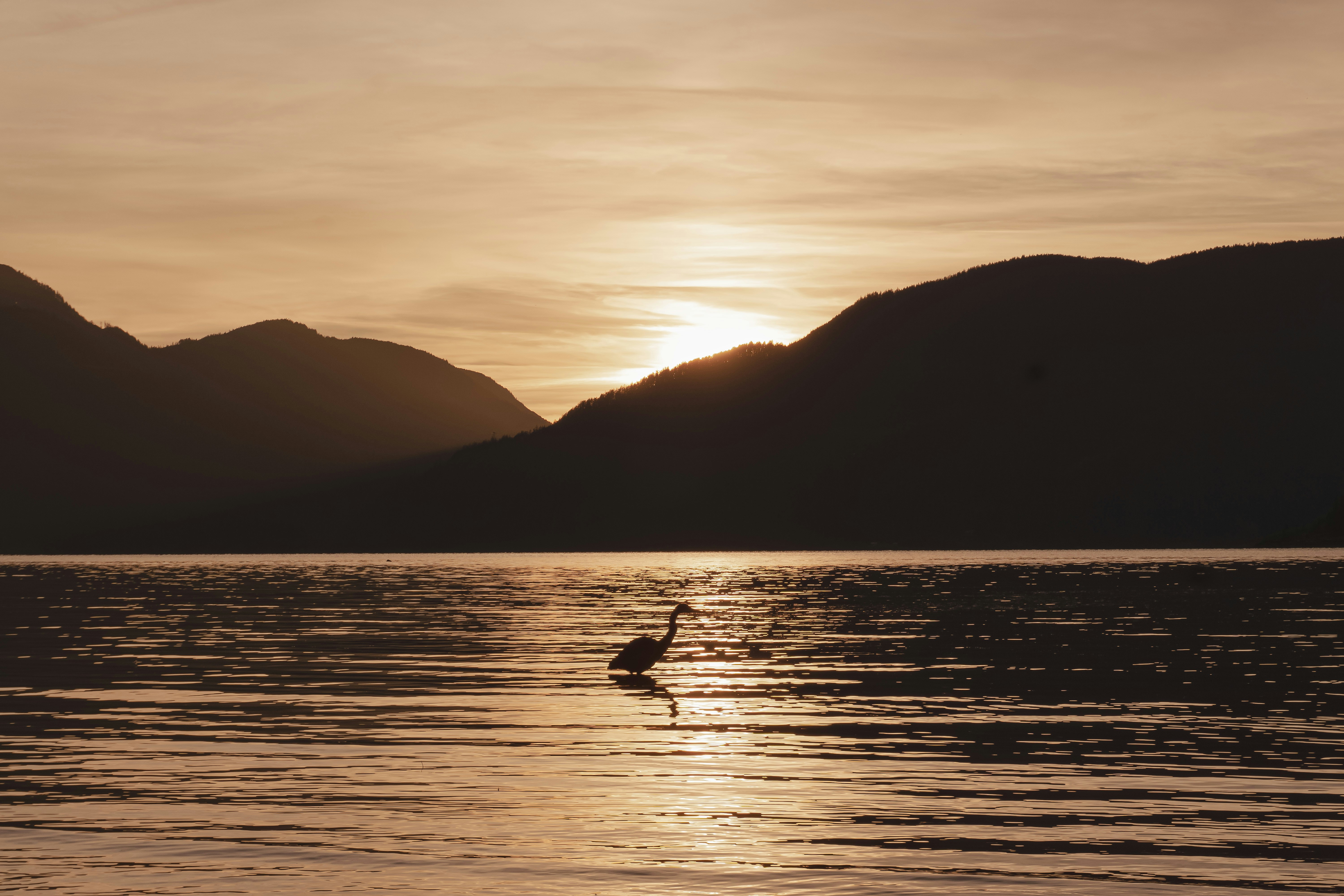 Heron in the sunset