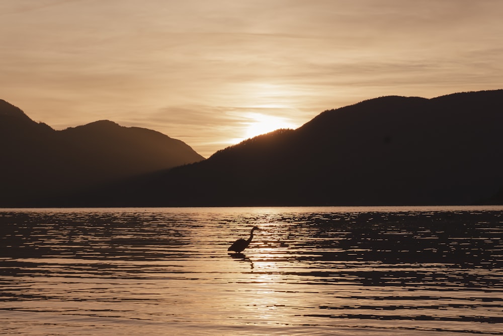 a bird swimming in water