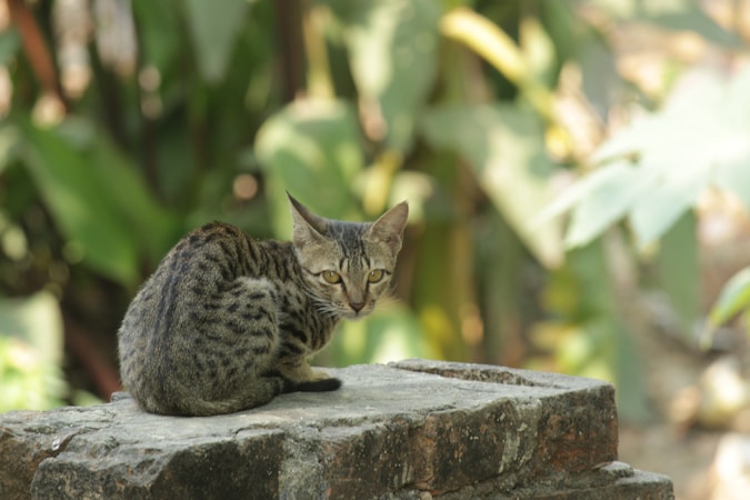 Bengal Cat