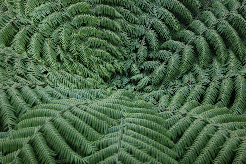 a close up of some plants