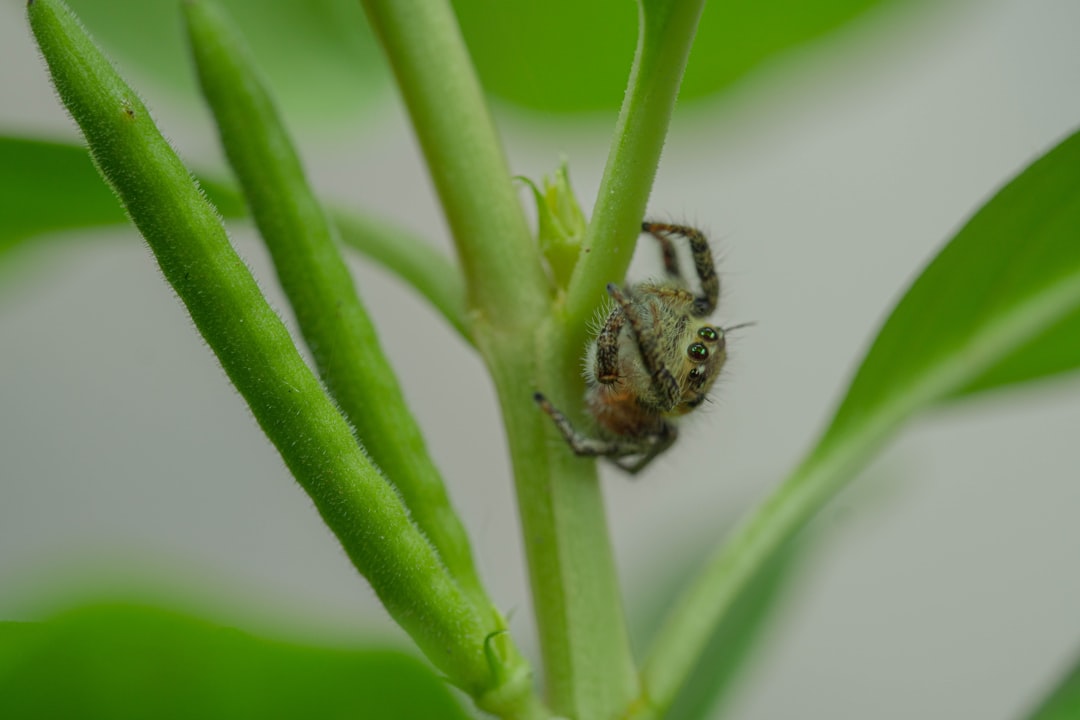 ledebouria lifespan, spider plant, a bee on a plant