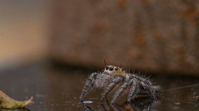 Magnification