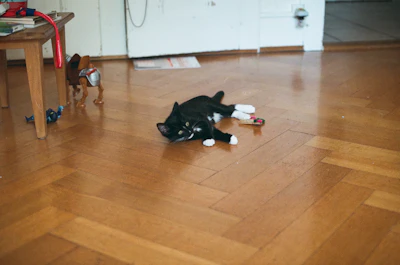 a dog lying on the floor