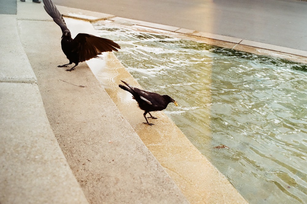 a couple of birds on a sidewalk