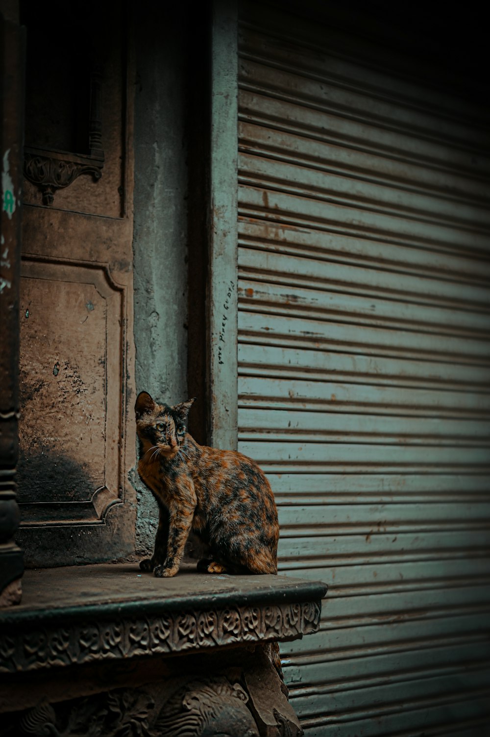 a cat sitting on a bench