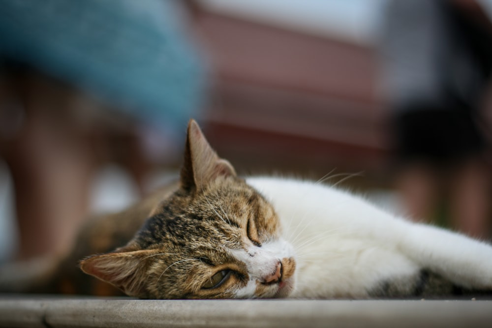 a cat lying on a table