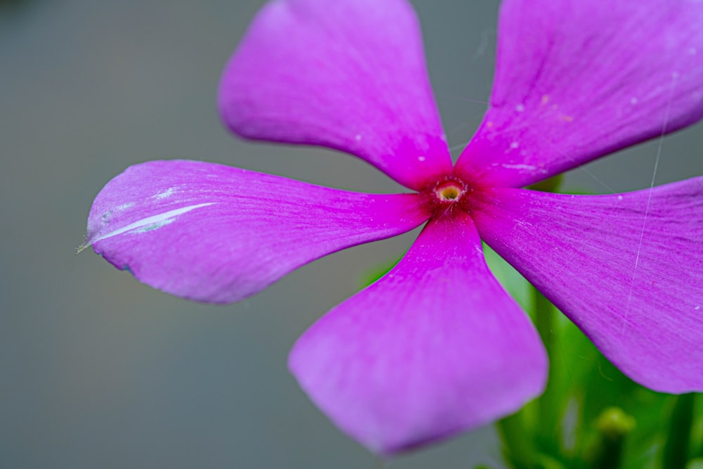 a close up of a flower