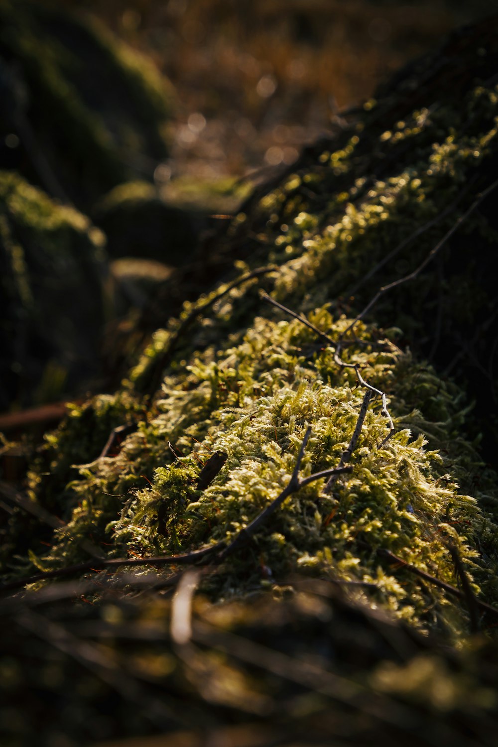 a close-up of a mossy tree branch