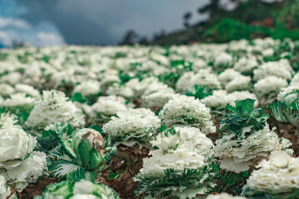 a close up of white flowers