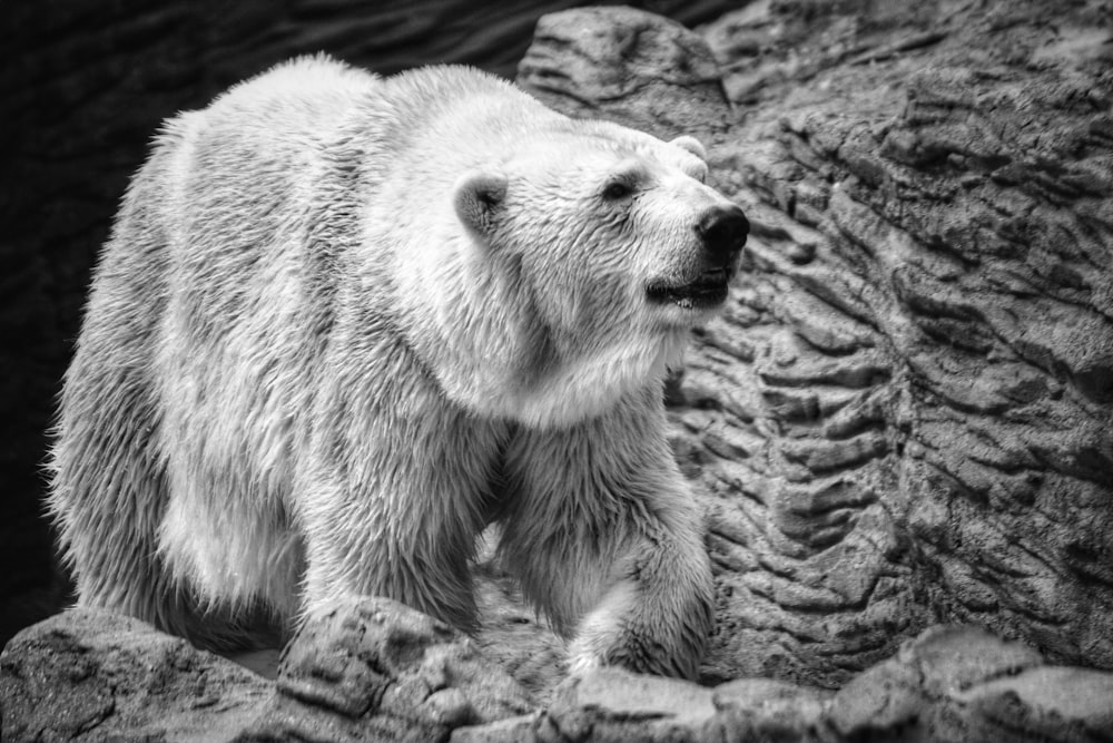 a polar bear walking on rocks