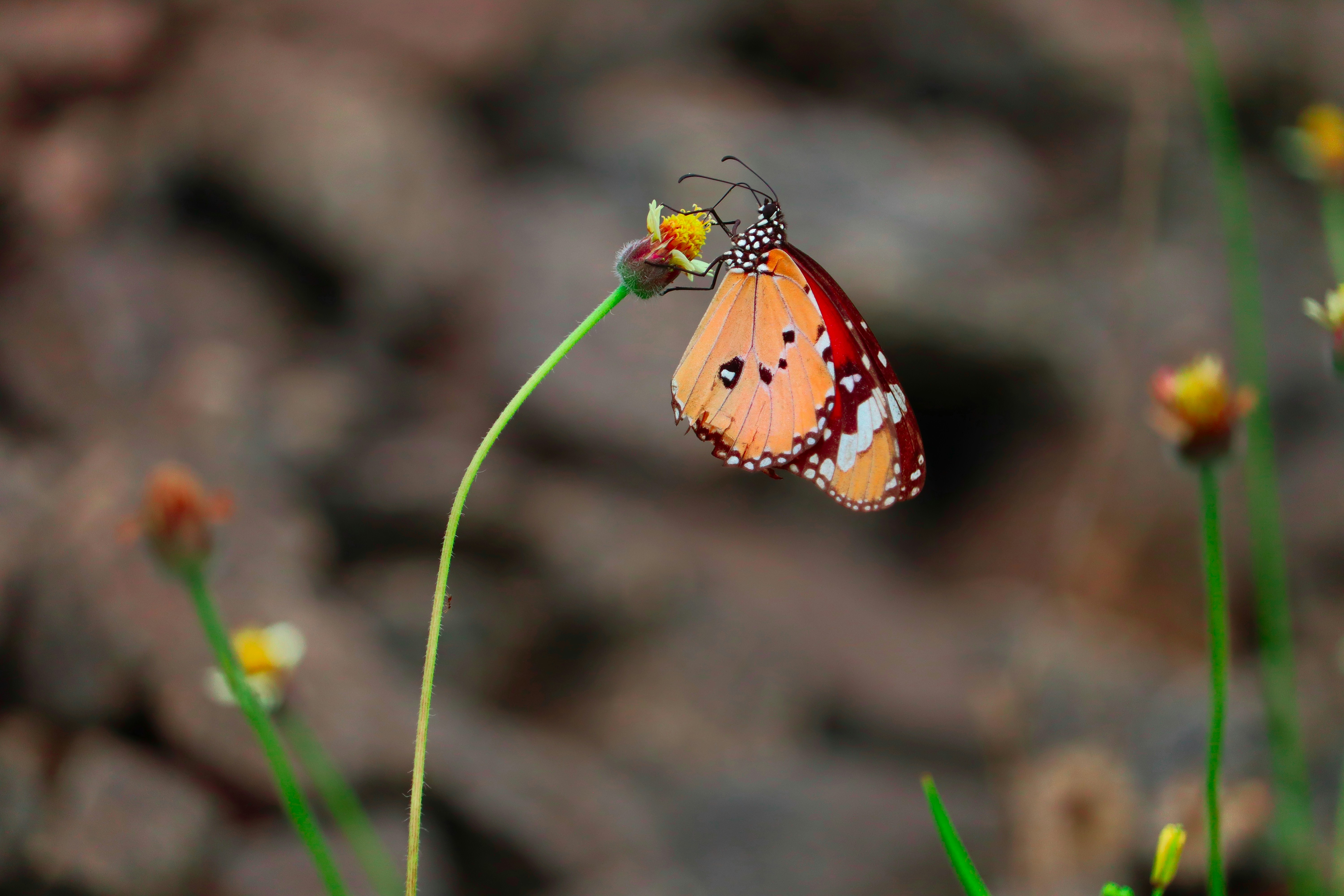 Photo by prathap_karaka